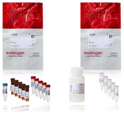 Invitrogen EnzChek 3C-like Protease (3CLpro) Papain-like Protease (PLpro) Assay Kits 5 x 100 Assays | Buy Online | Invitrogen&trade; | Fisher Scientific